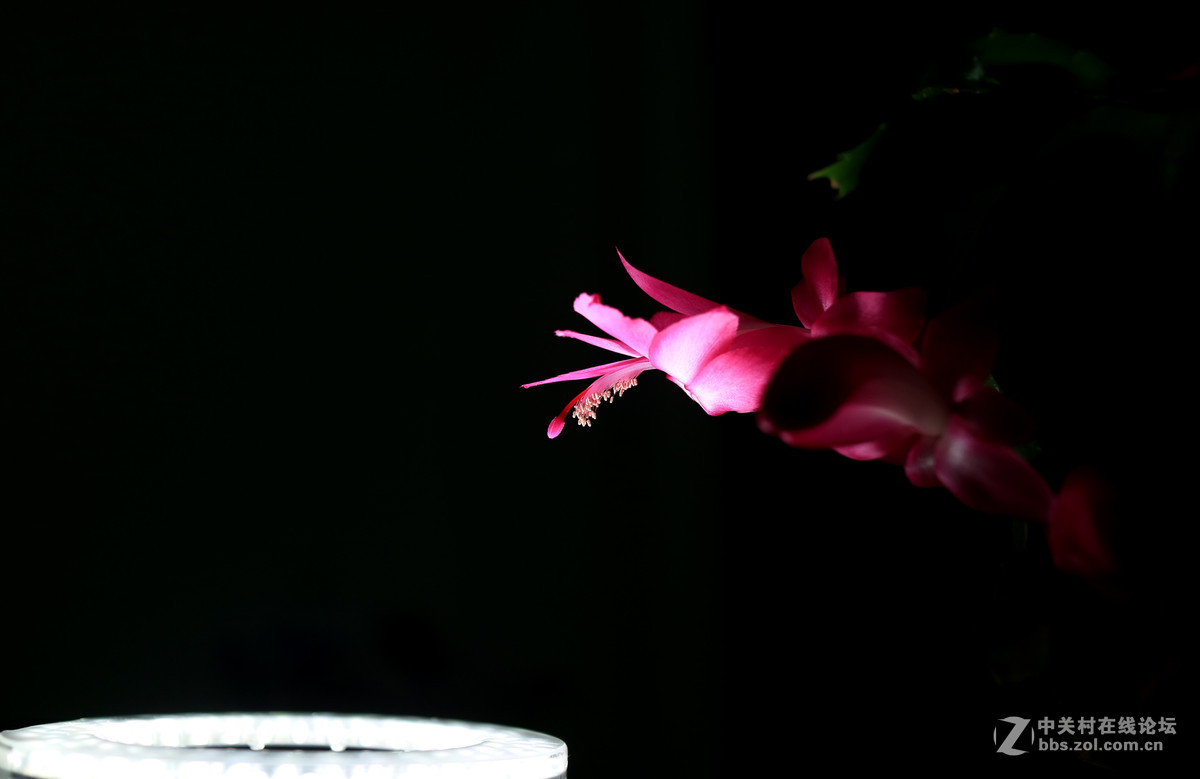 一组低调【蟹脚兰】2