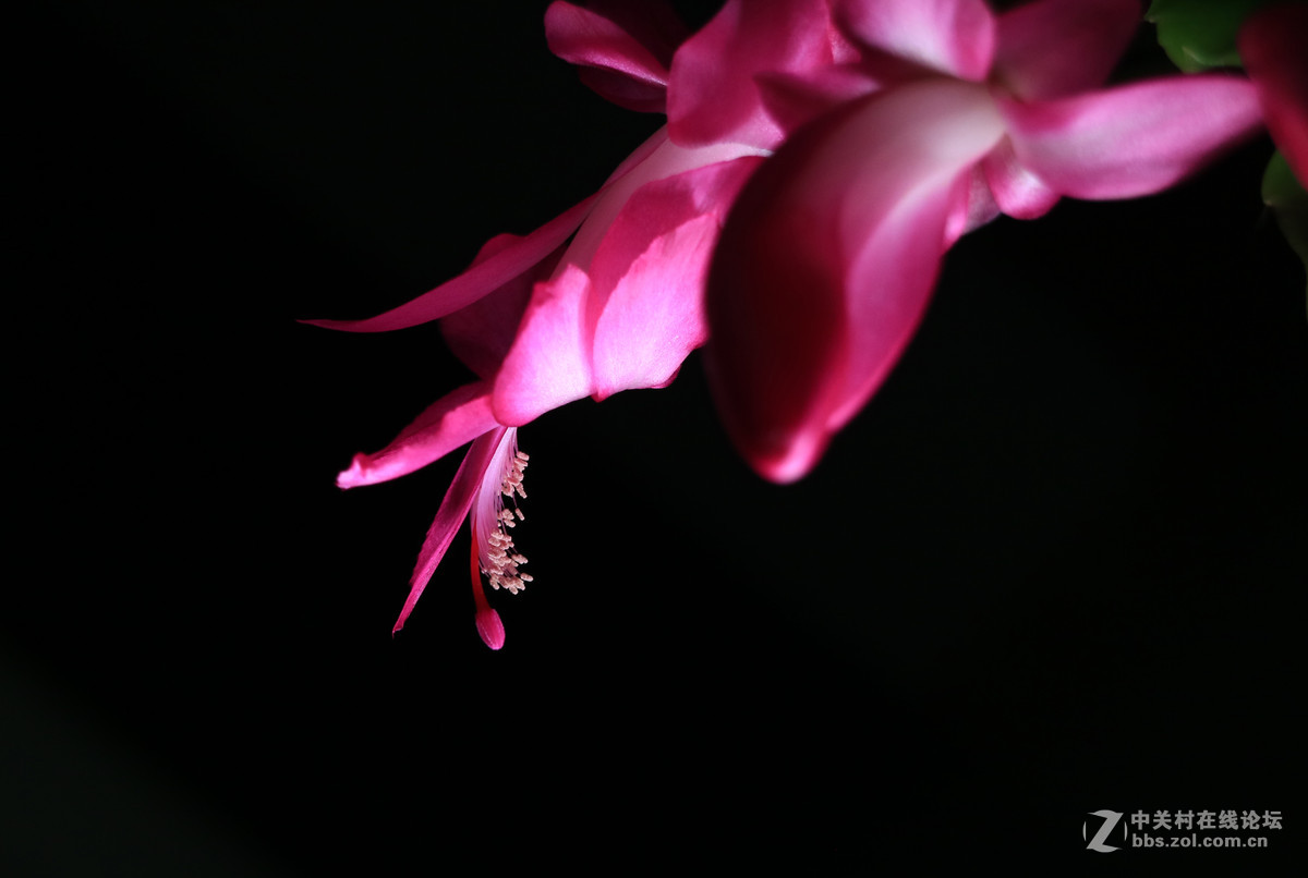 一组低调【蟹脚兰】2