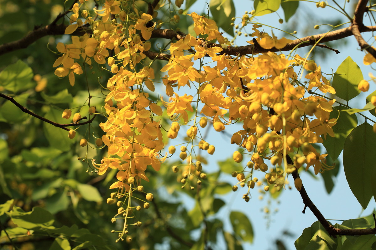 串串金链花处处黄金雨