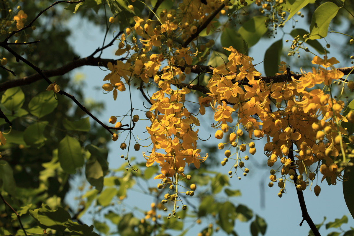 串串金鍊花處處黃金雨