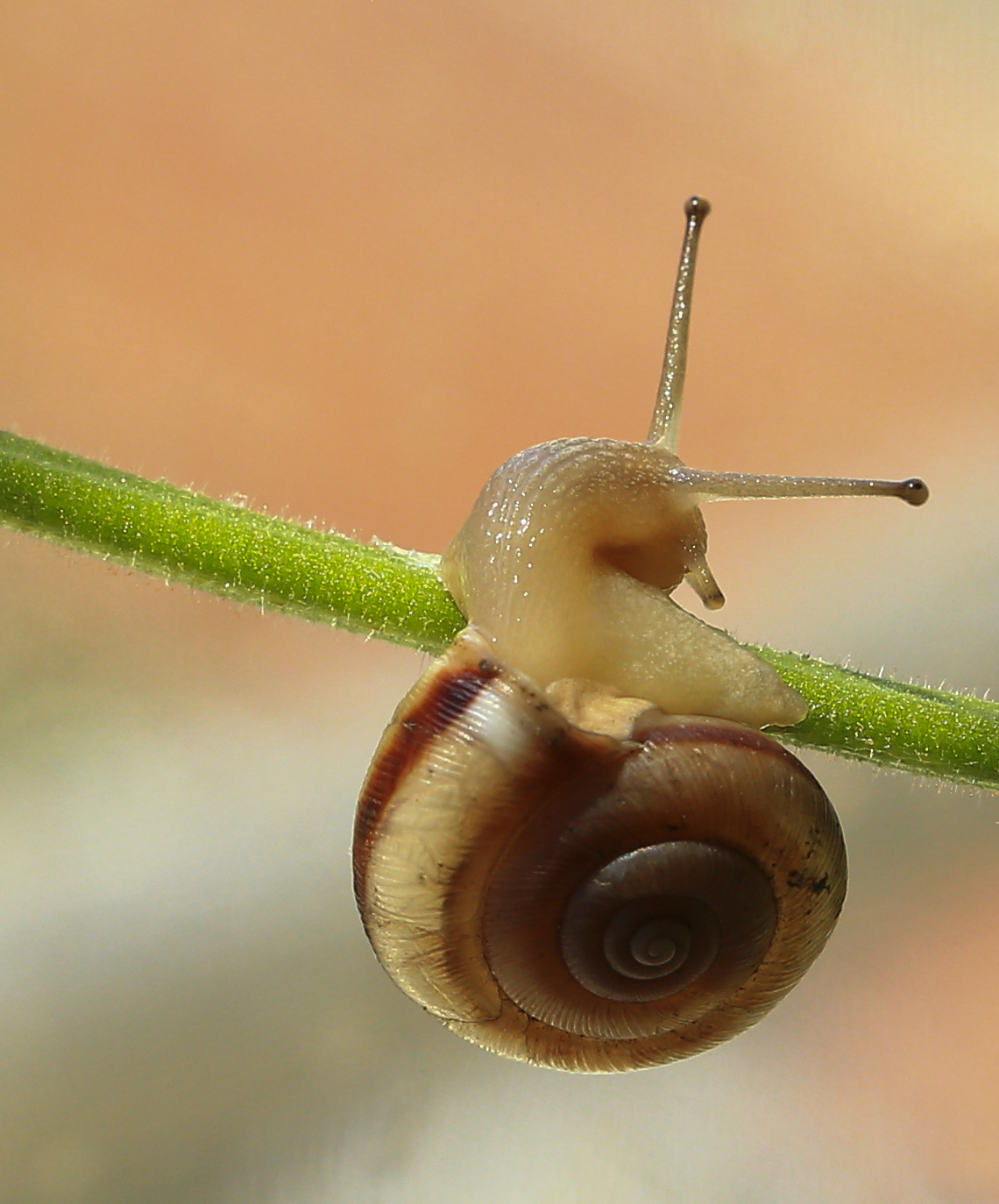 学拍蜗牛几片请老师指导