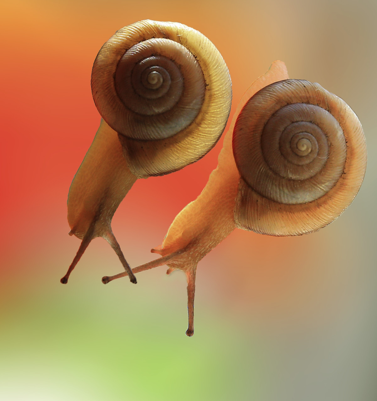 学拍蜗牛几片请老师指导