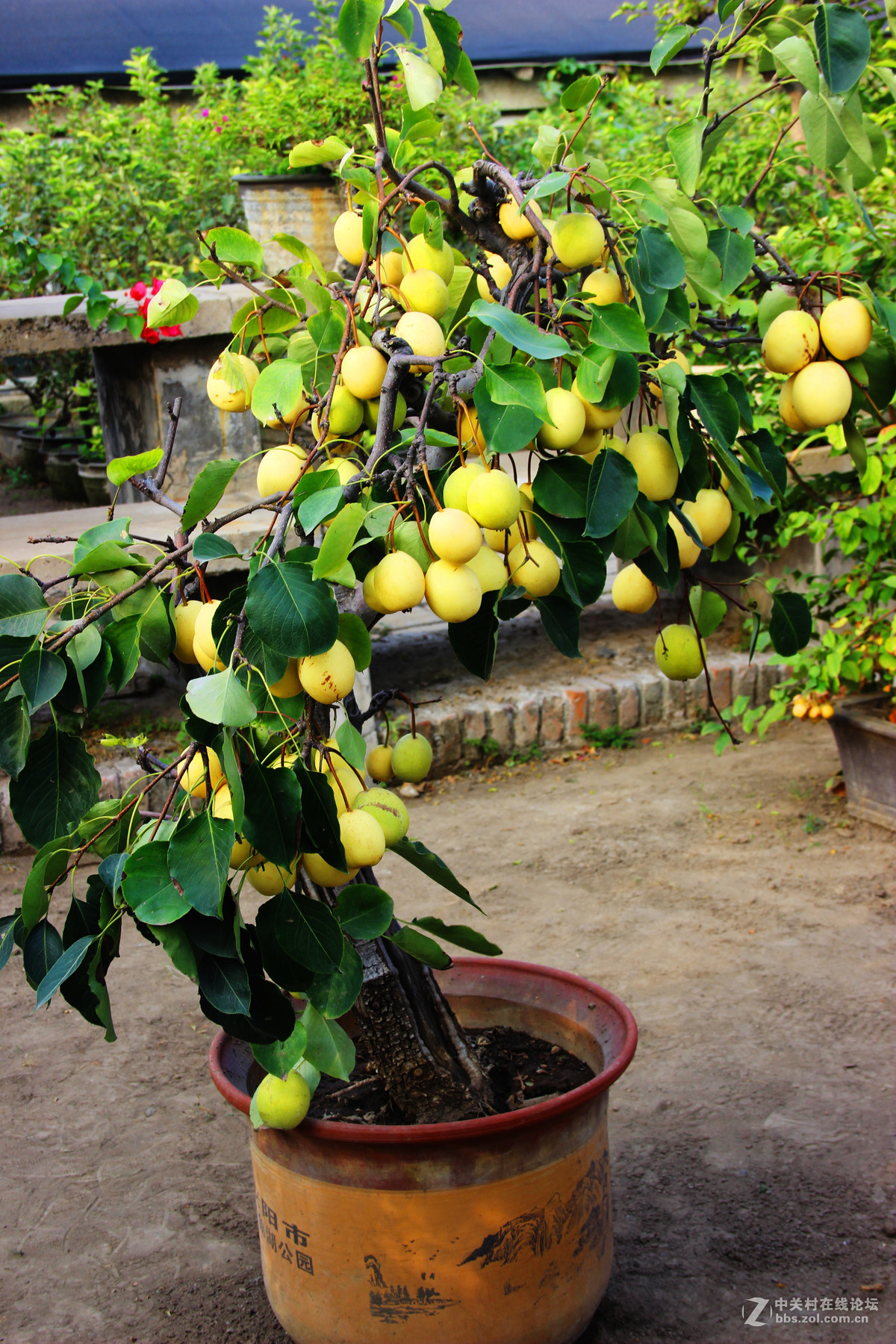 榴园盆景苹果香梨4