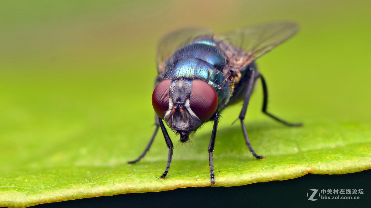 昆虫趣拍绿蝇