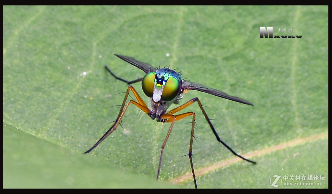 昆虫趣拍绿蝇