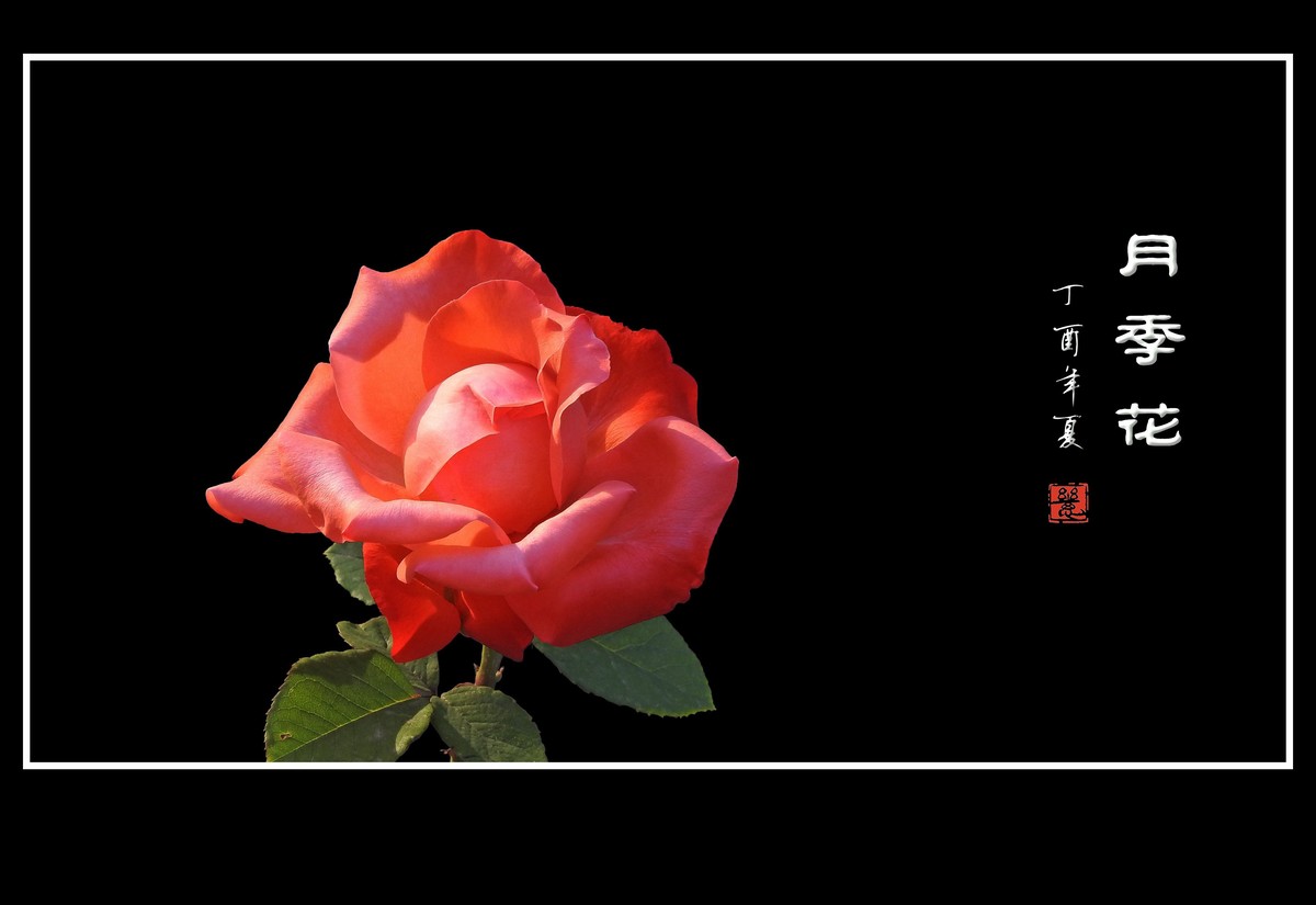 娇美的月季花