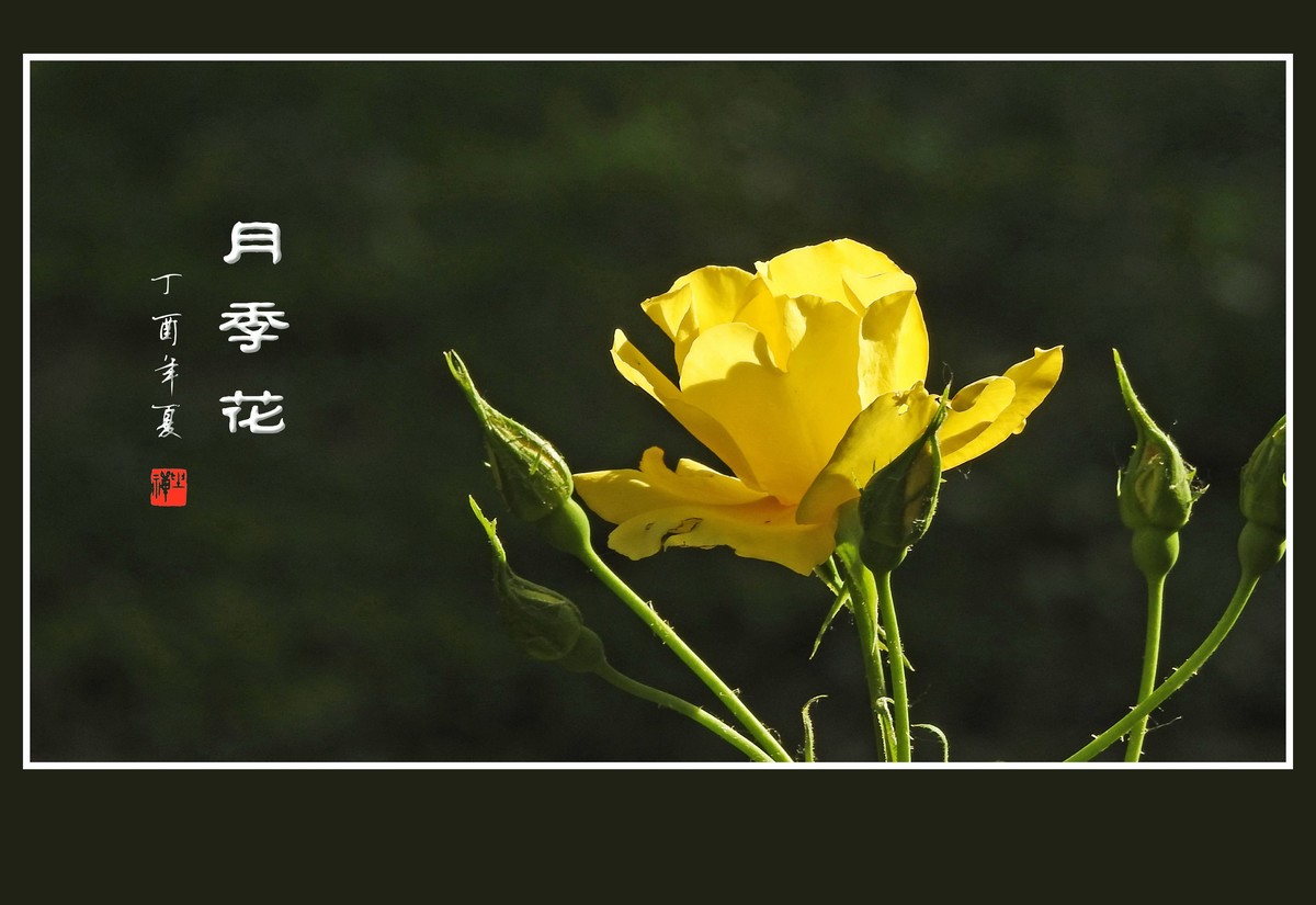 娇美的月季花