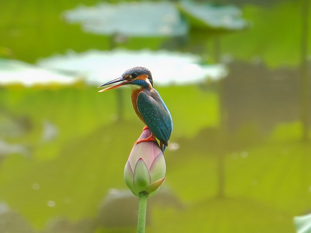 荷 塘 拍 鸟 (二)