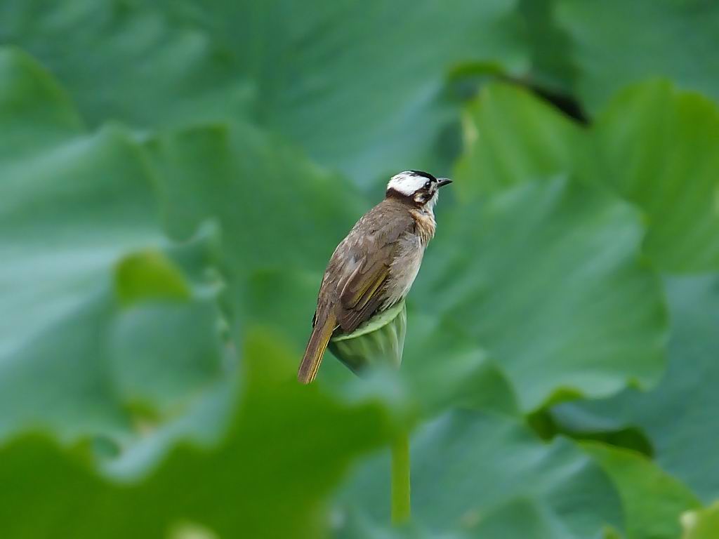 荷 塘 拍 鸟 (二)