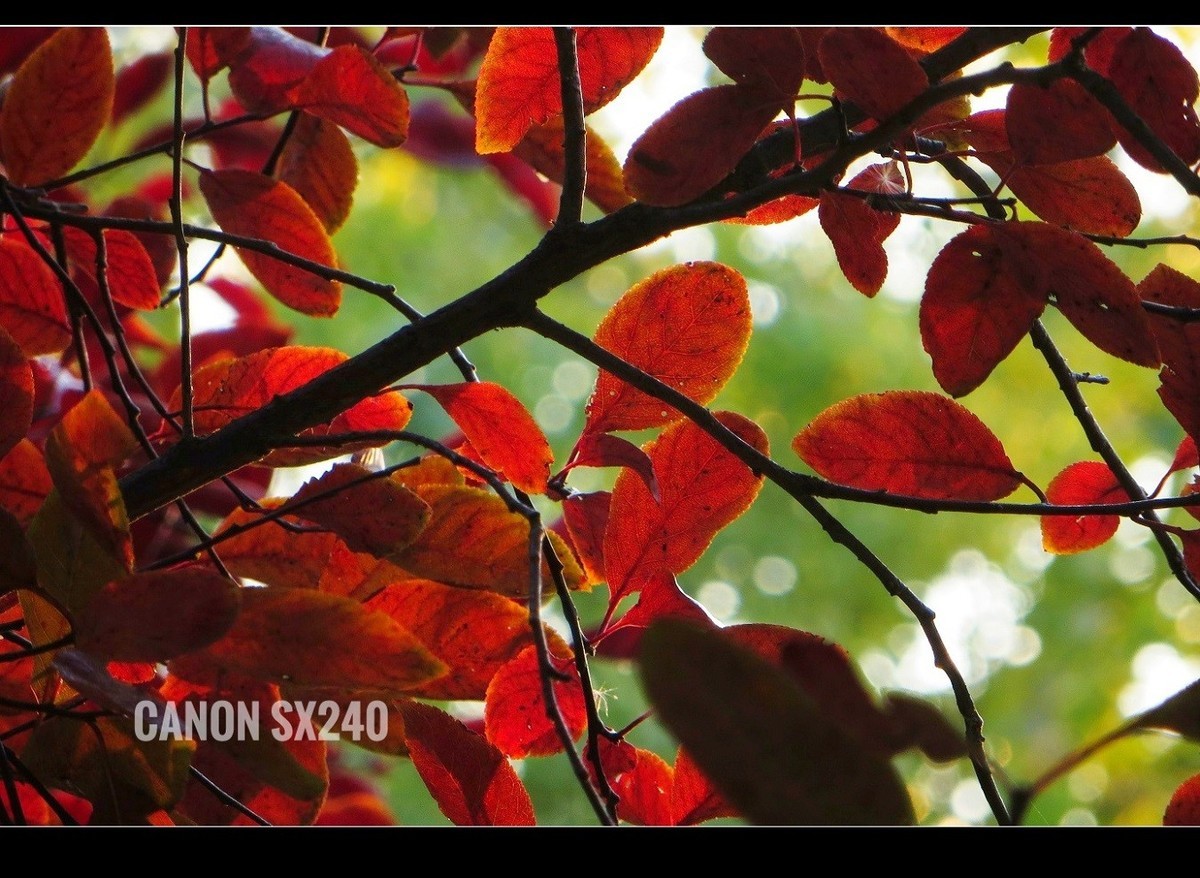 佳能SX240卡片机------2017秋色