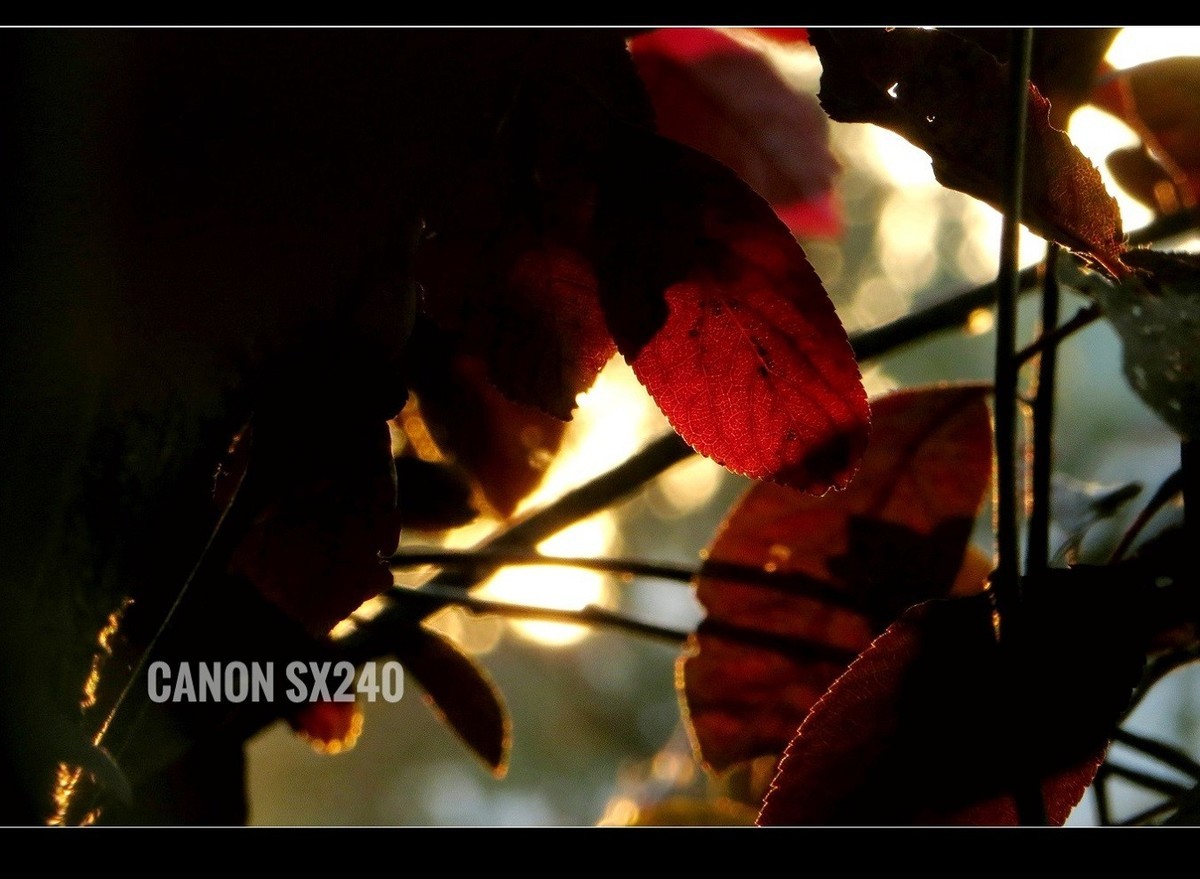 佳能SX240卡片机------2017秋色