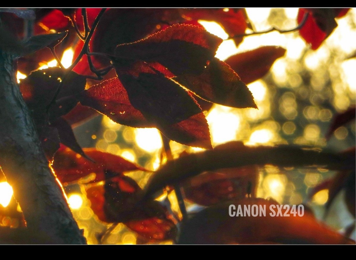 佳能SX240卡片机------2017秋色