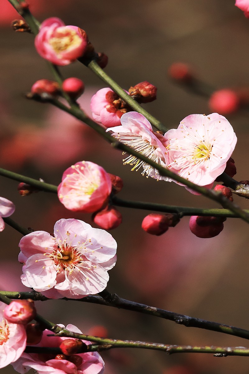 梅花迎春