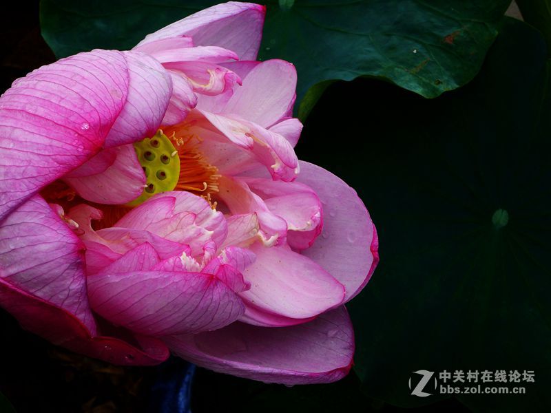 荷花繼續上，攝影豈停留
