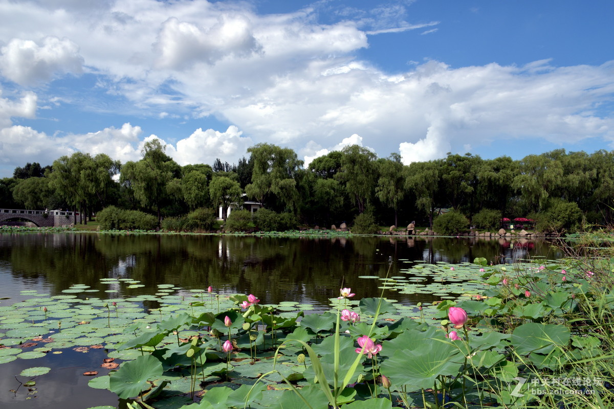夏日的太阳岛公园