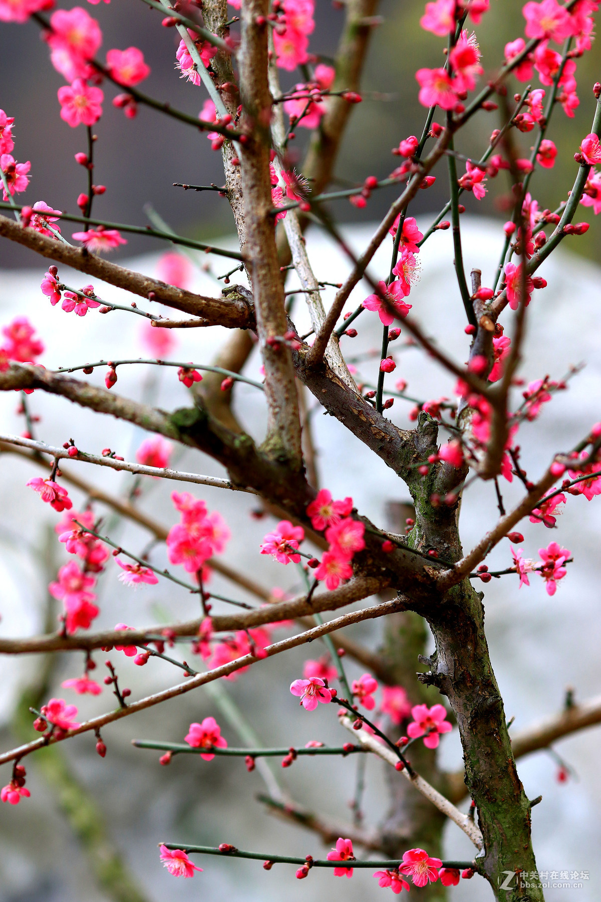 春意盎然7d2赏梅！续～～～～～～～