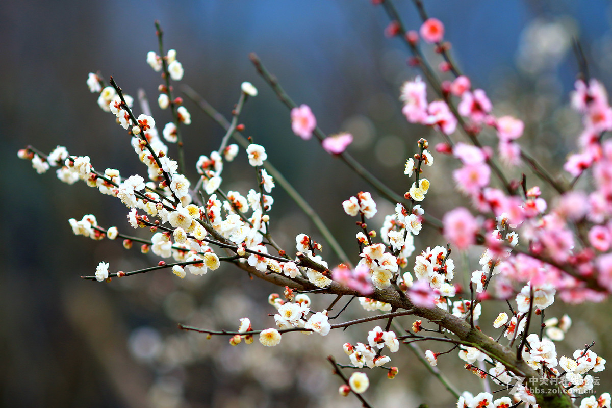 春意盎然7d2赏梅！续～～～～～～～