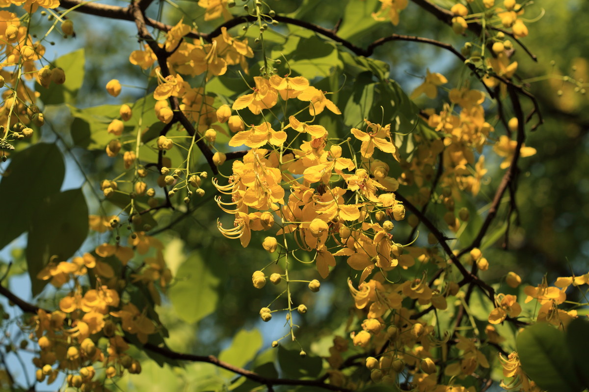 串串金链花处处黄金雨