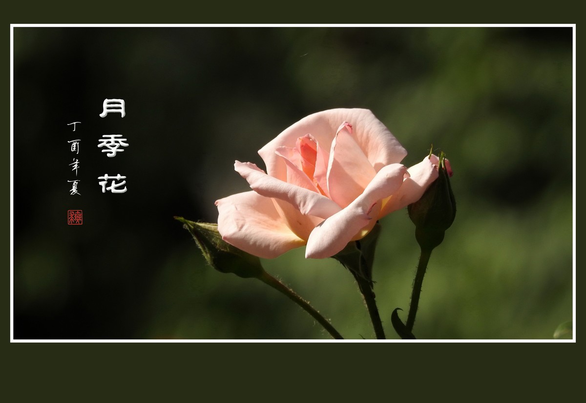 娇美的月季花