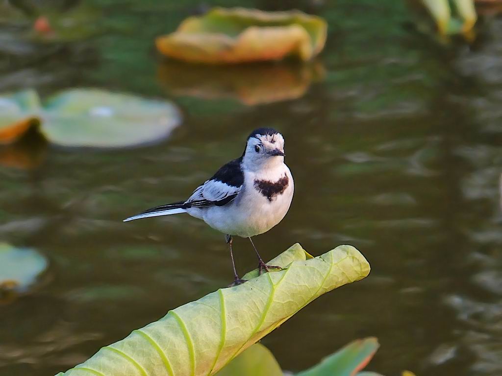 荷 塘 拍 鸟 (二)