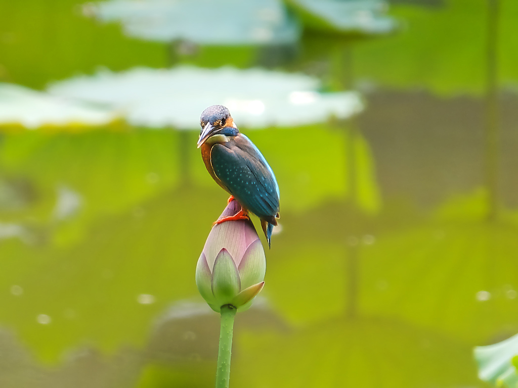 荷 塘 拍 鸟 (二)