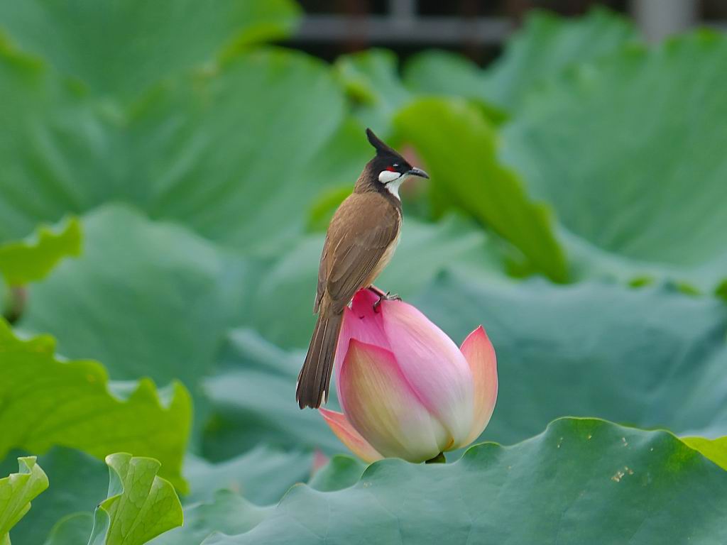 荷 塘 拍 鸟 (二)