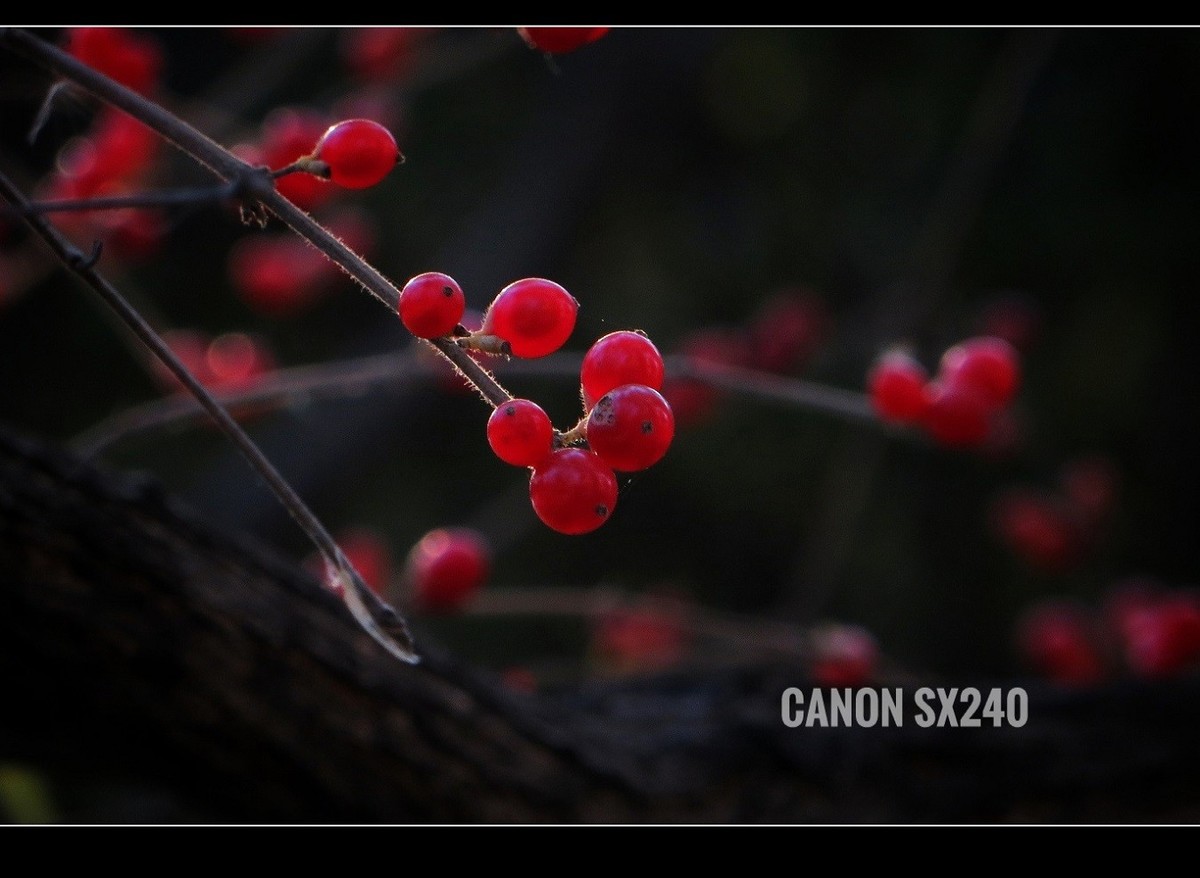 佳能SX240卡片机------2017秋色