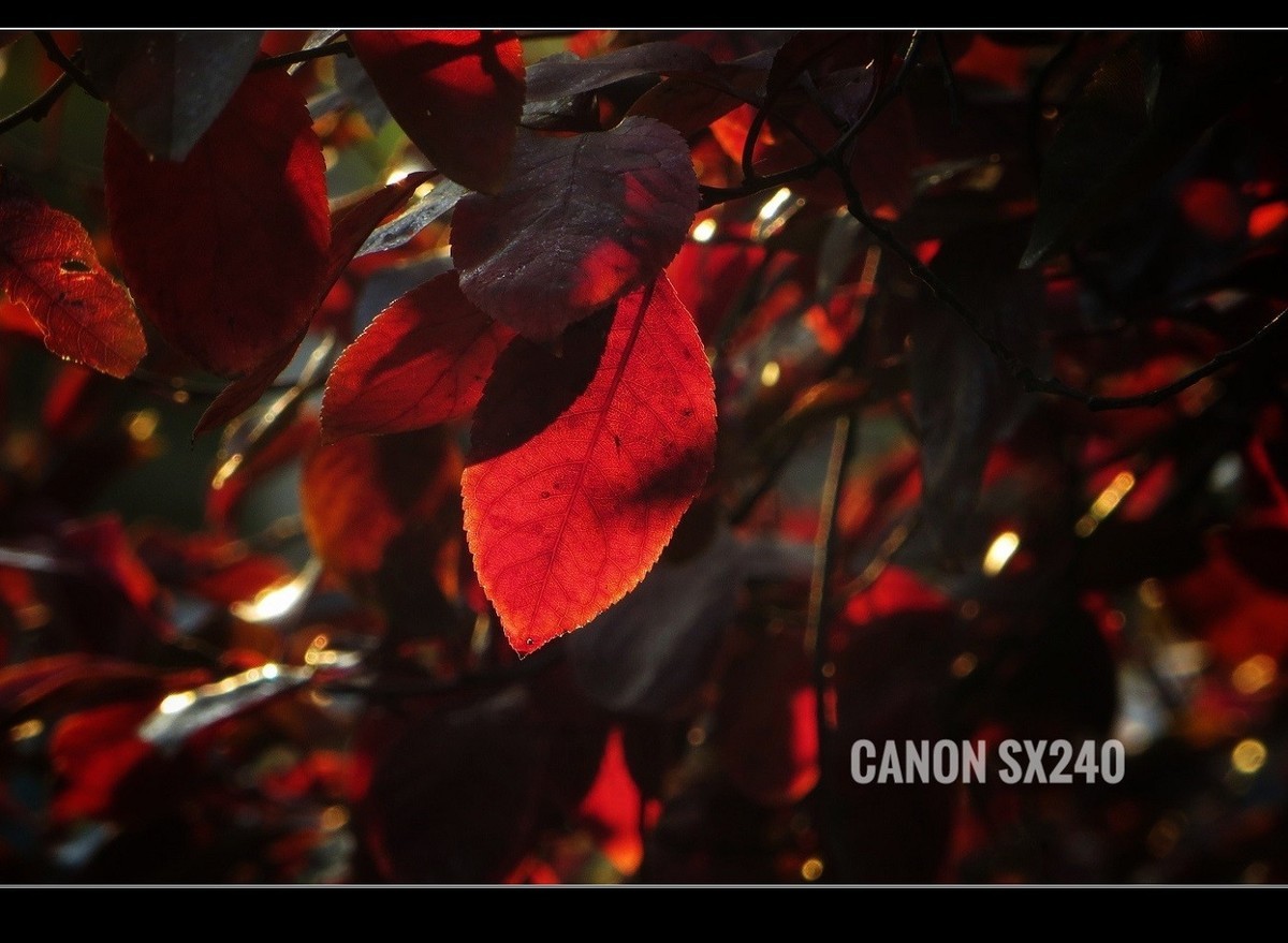 佳能SX240卡片机------2017秋色