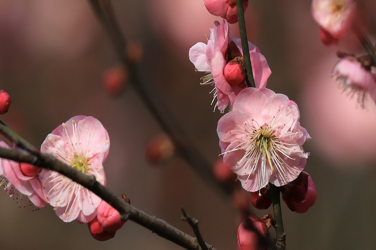 梅花迎春
