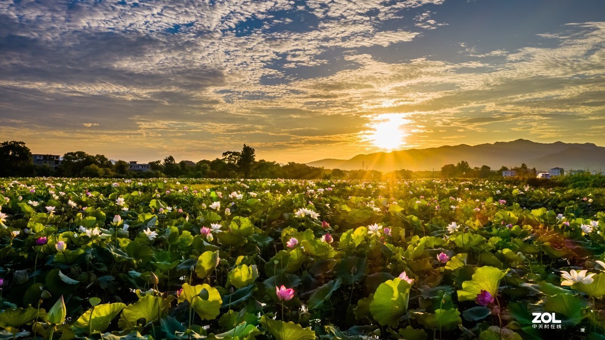 江西吉安：富渼农庄荷花盛开正当时