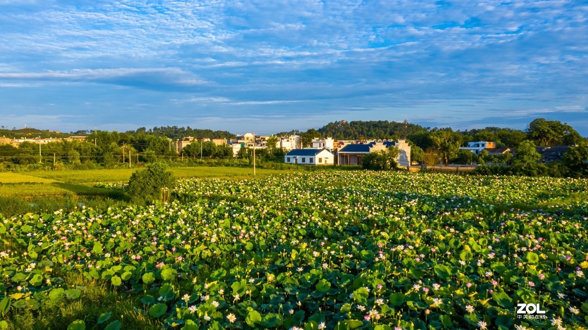 江西吉安：富渼农庄荷花盛开正当时