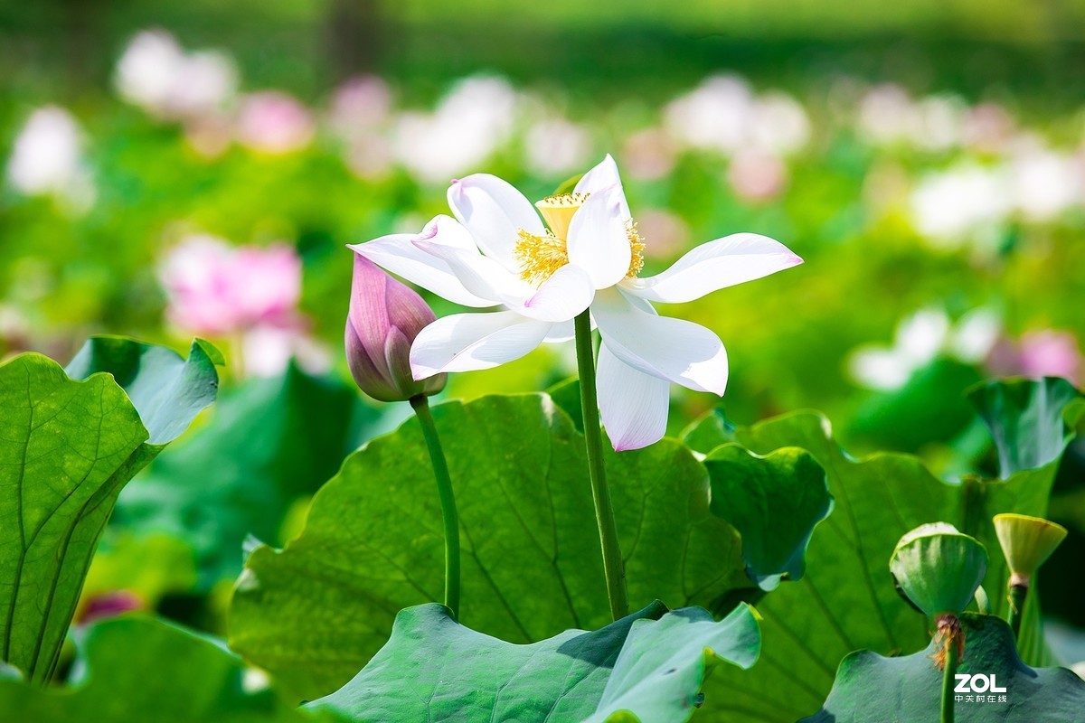 江西吉安：富渼农庄荷花盛开正当时