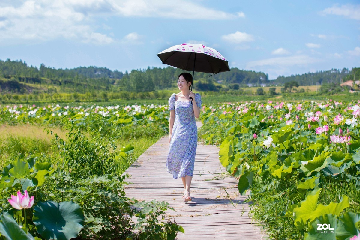 江西吉安：富渼农庄荷花盛开正当时