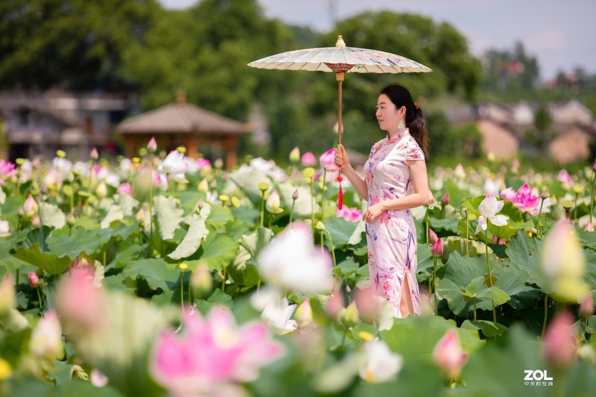 江西吉安：富渼农庄荷花盛开正当时