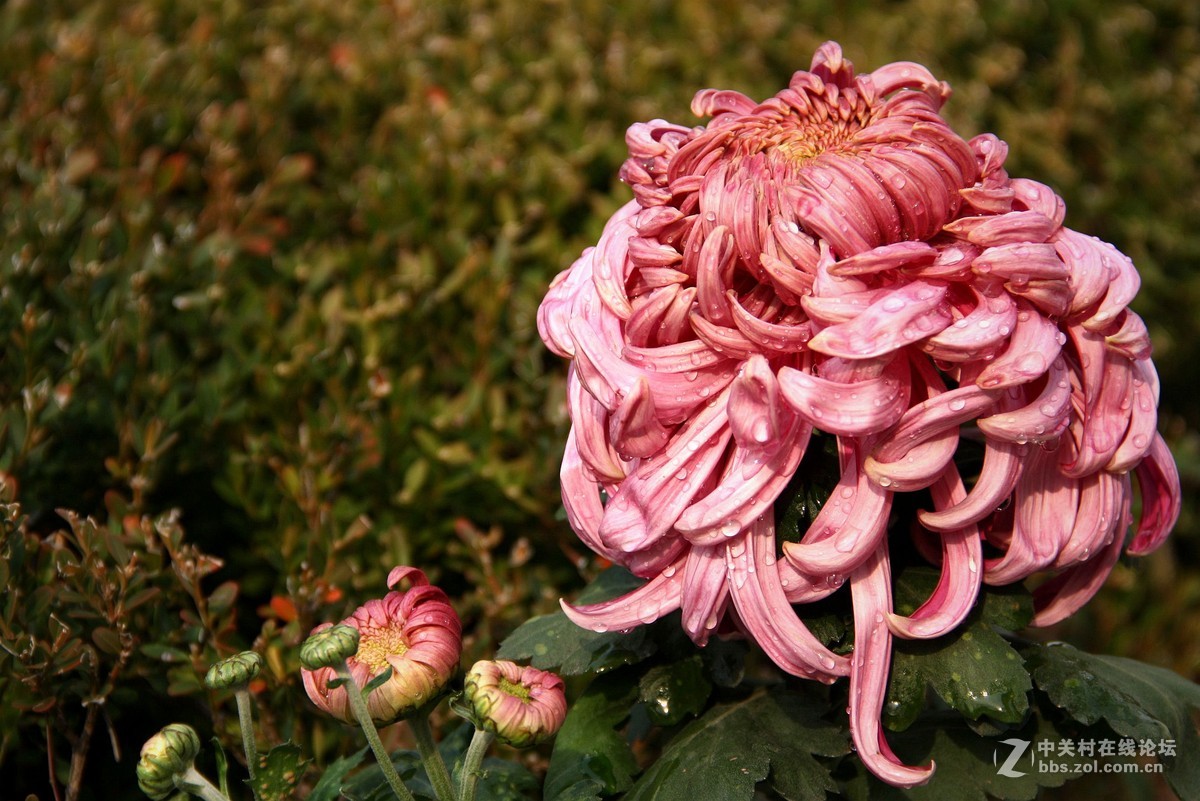 菊花献给重阳节-----2015.10.21日拍摄 习作 于 沈阳