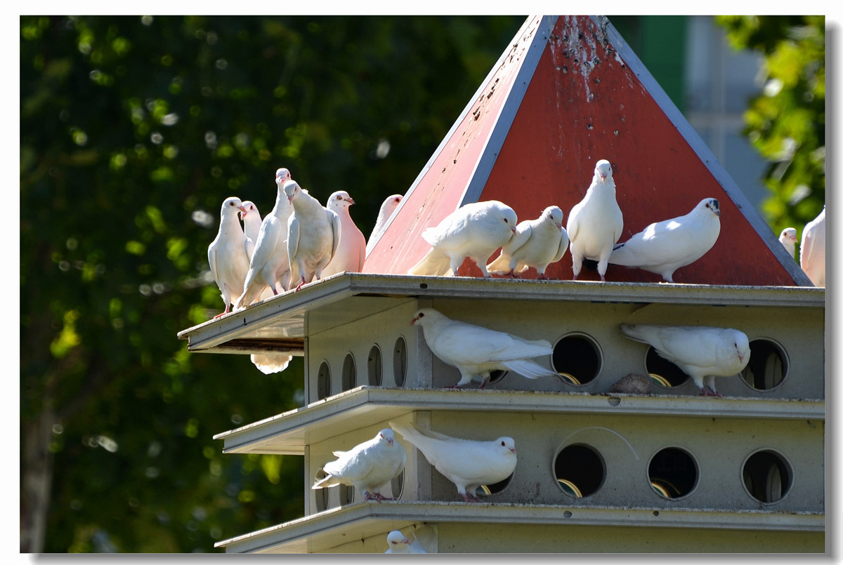 广场鸽的家