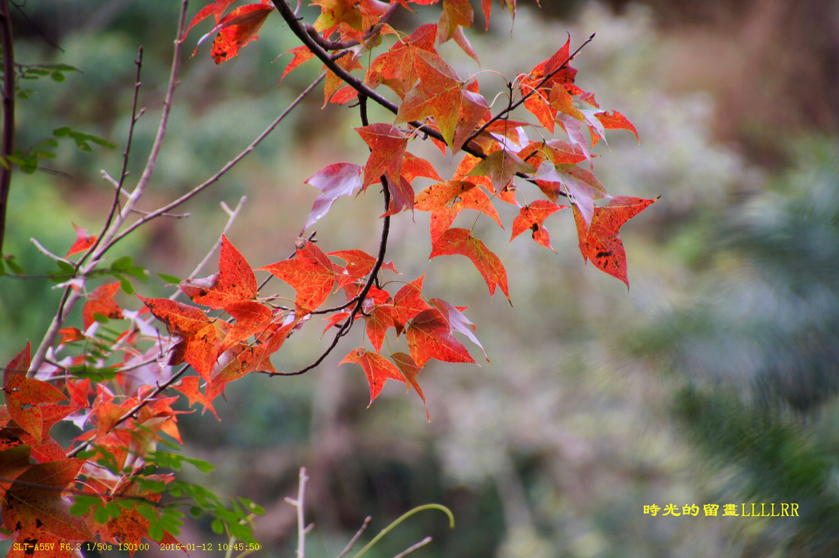 #版主坐堂#2016年1月份《承德》优秀作品选辑