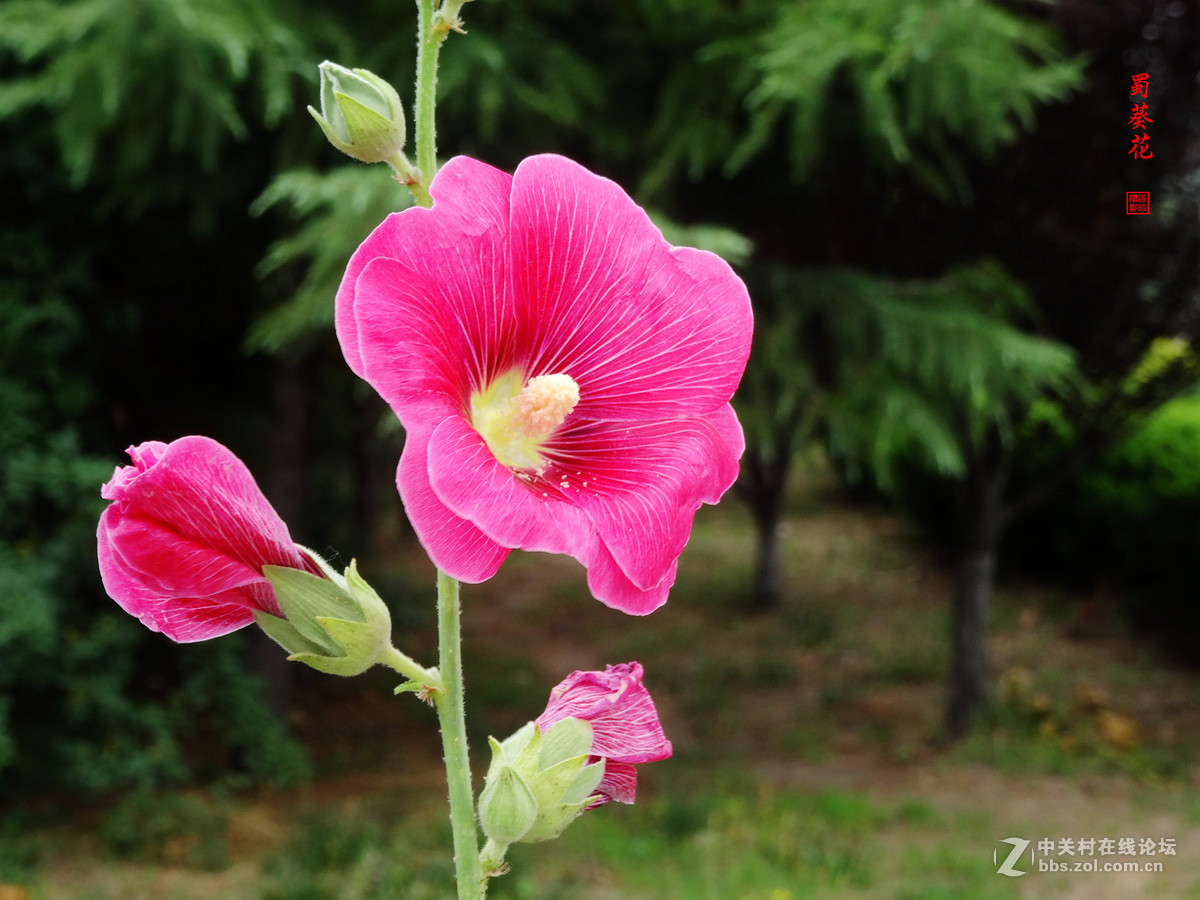 蜀葵花