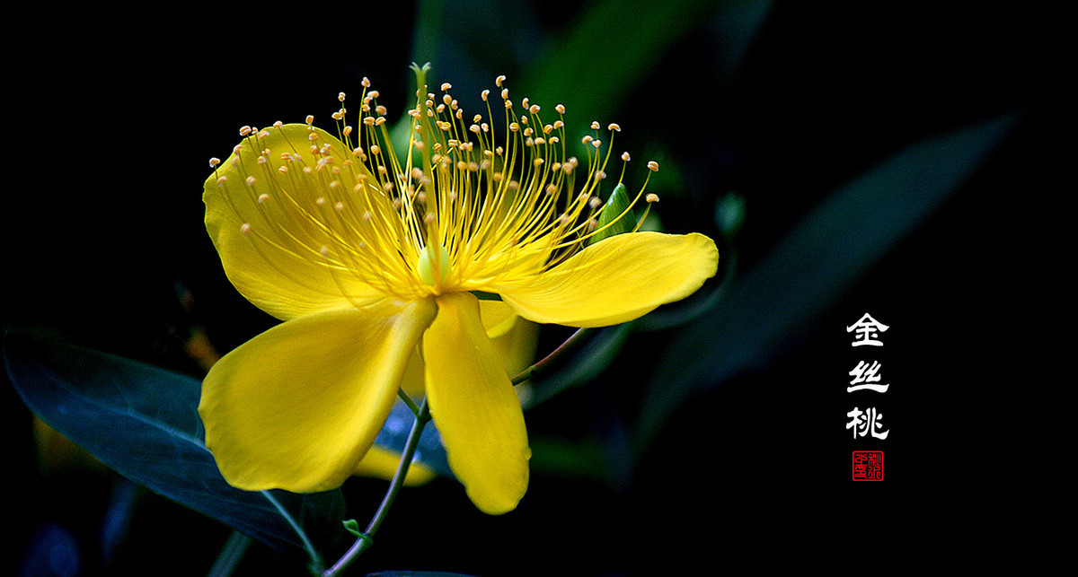 #版主坐堂# 牡丹江星空(中国)（7和8月份）精华精选