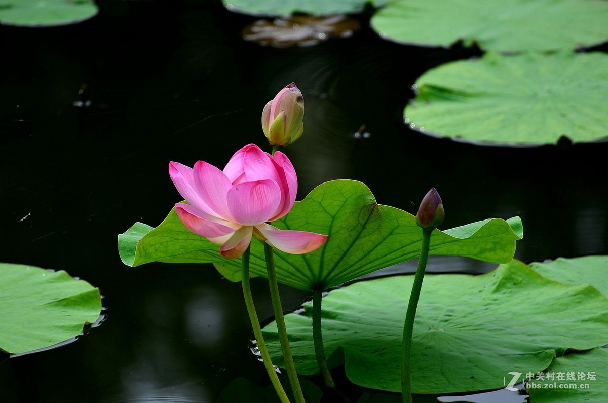 #版主坐堂# 牡丹江星空(中国)（7和8月份）精华精选