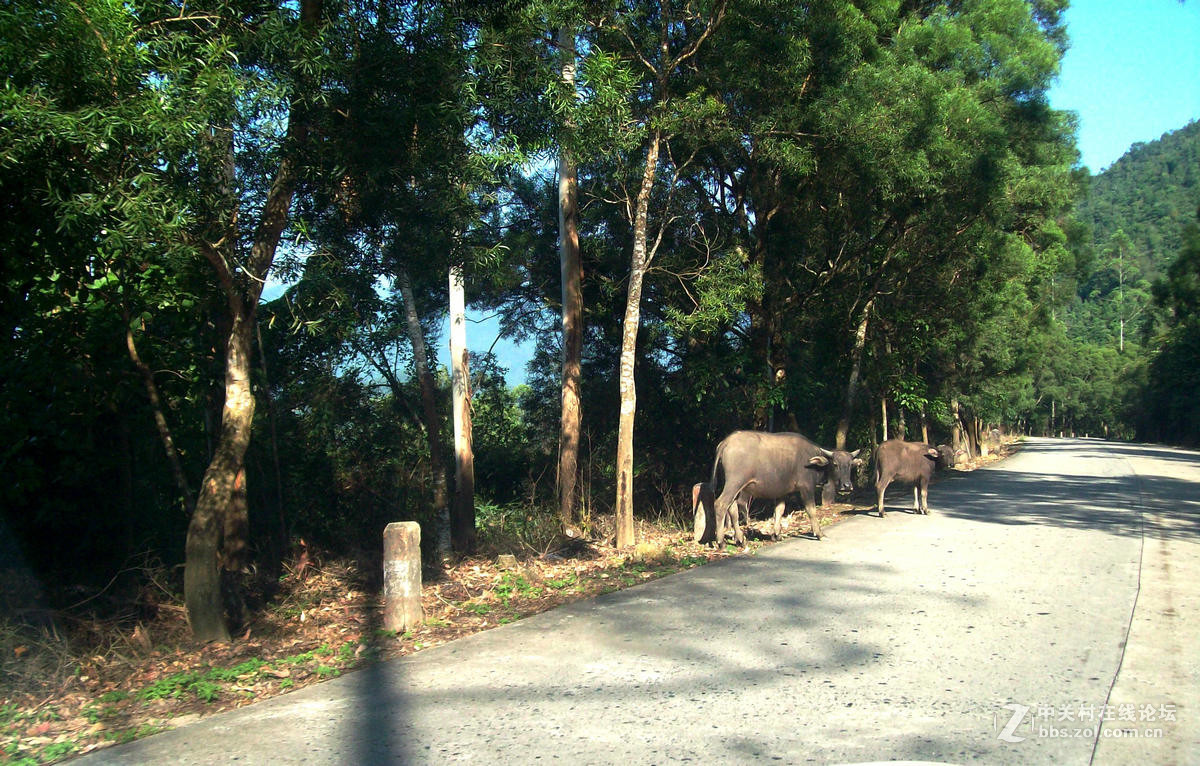 2016国庆（12）垌中