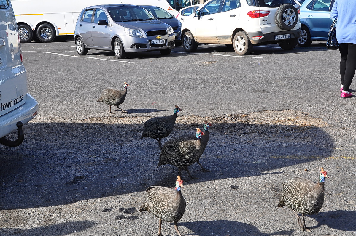 南非之旅（11）信息山