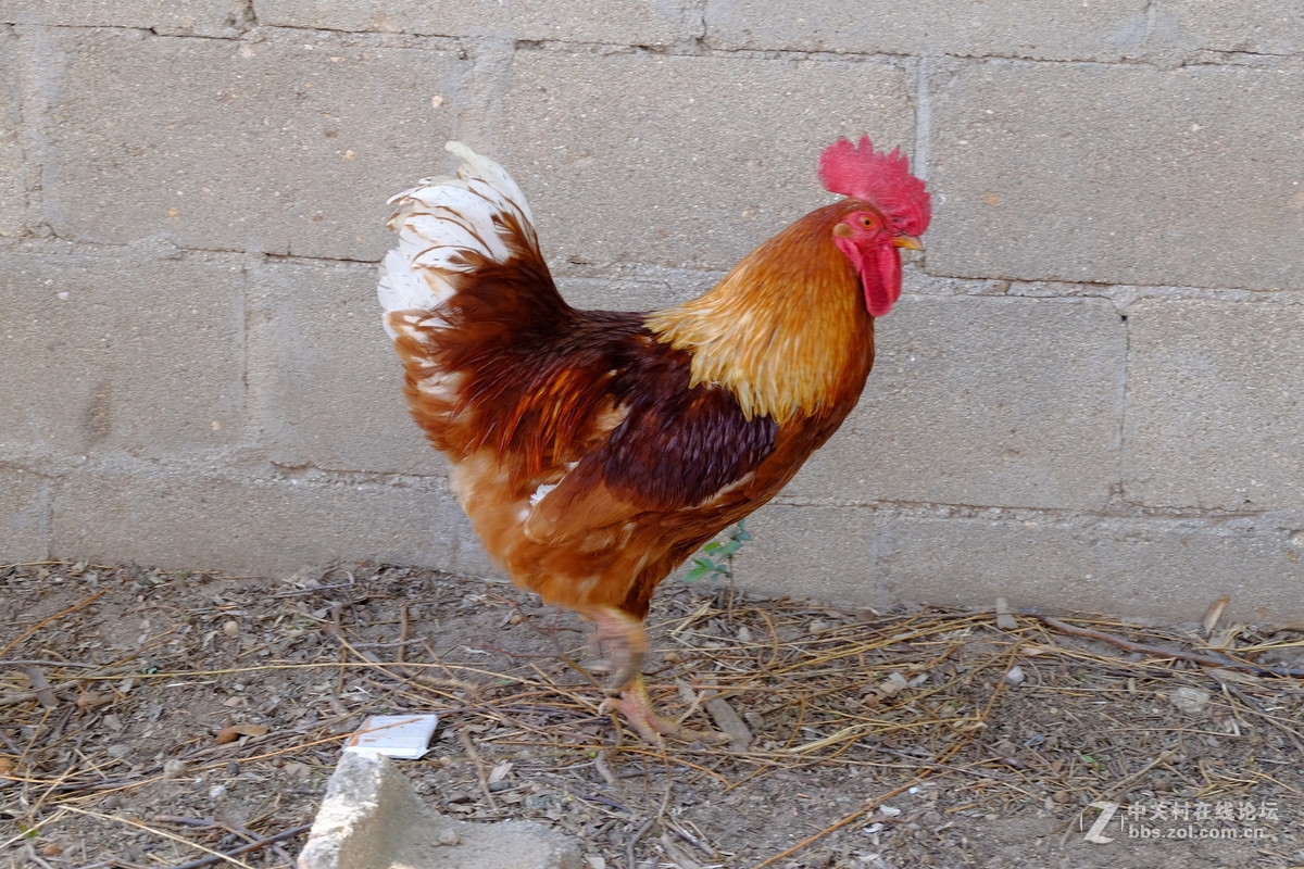 溜达鸡