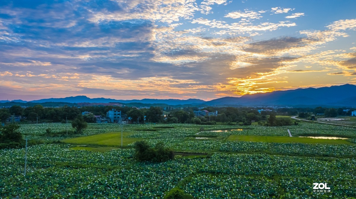 江西吉安：富渼农庄荷花盛开正当时