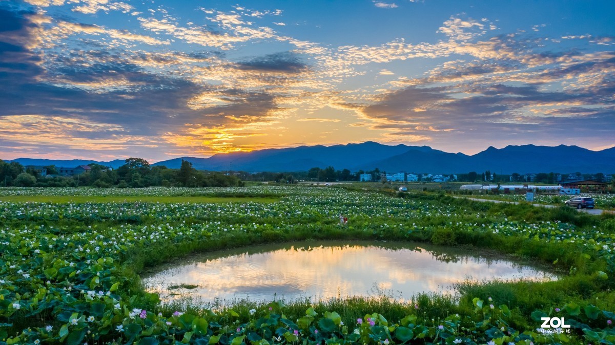 江西吉安：富渼农庄荷花盛开正当时