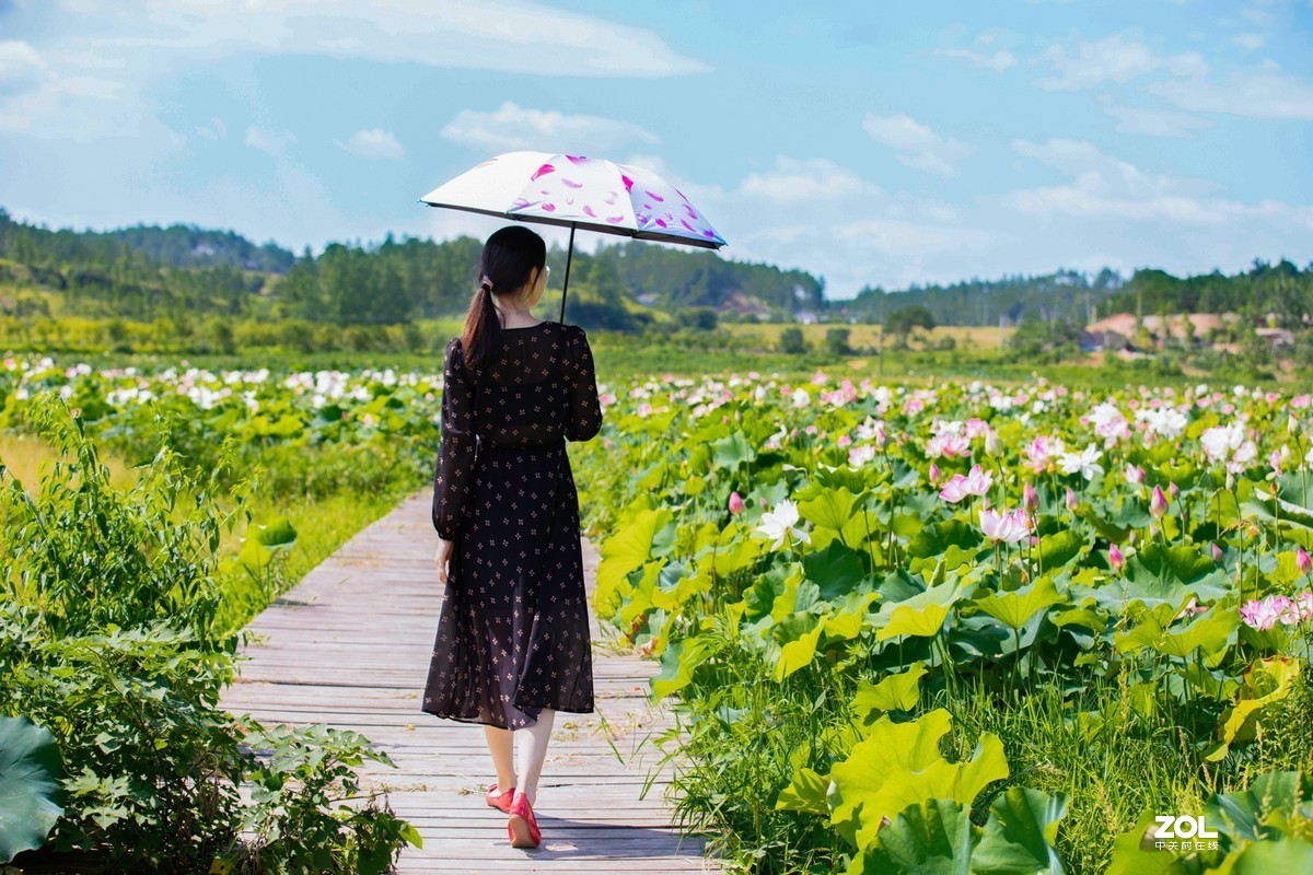 江西吉安：富渼农庄荷花盛开正当时