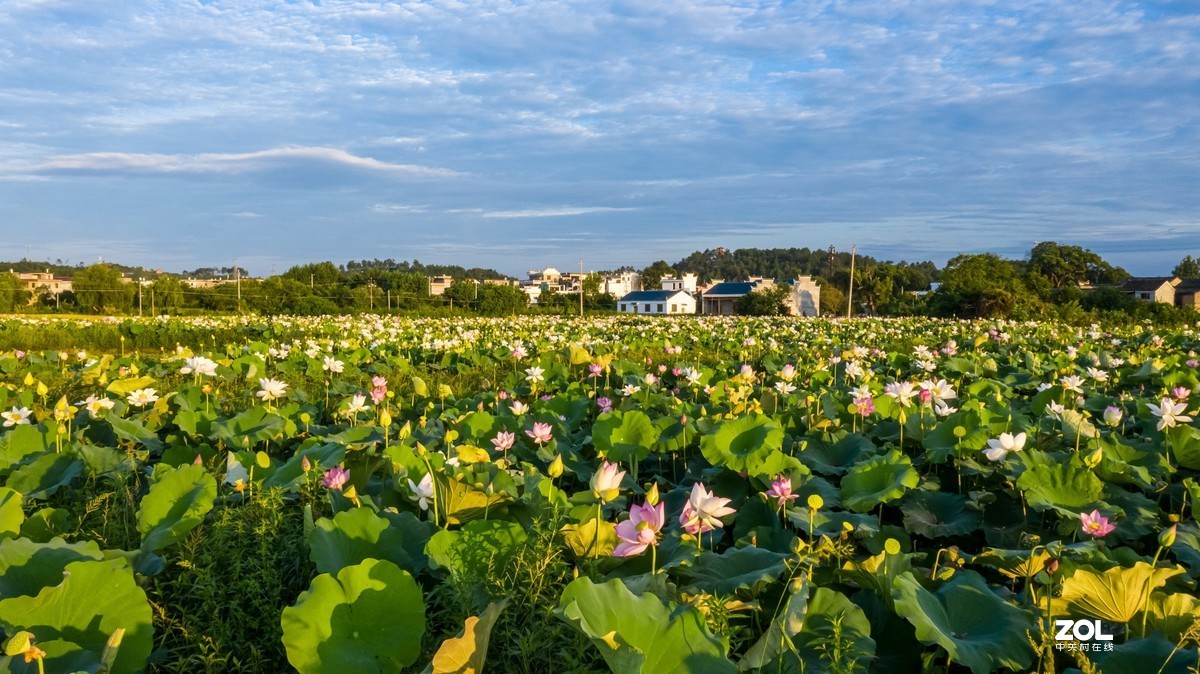 江西吉安：富渼农庄荷花盛开正当时