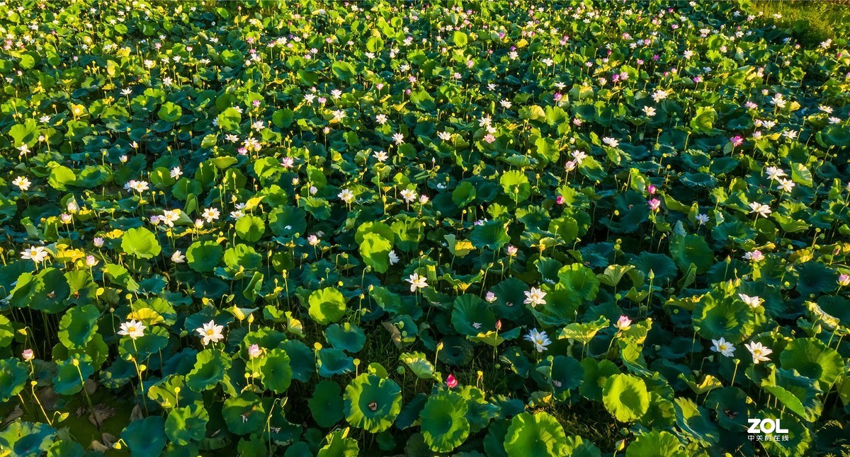 江西吉安：富渼农庄荷花盛开正当时