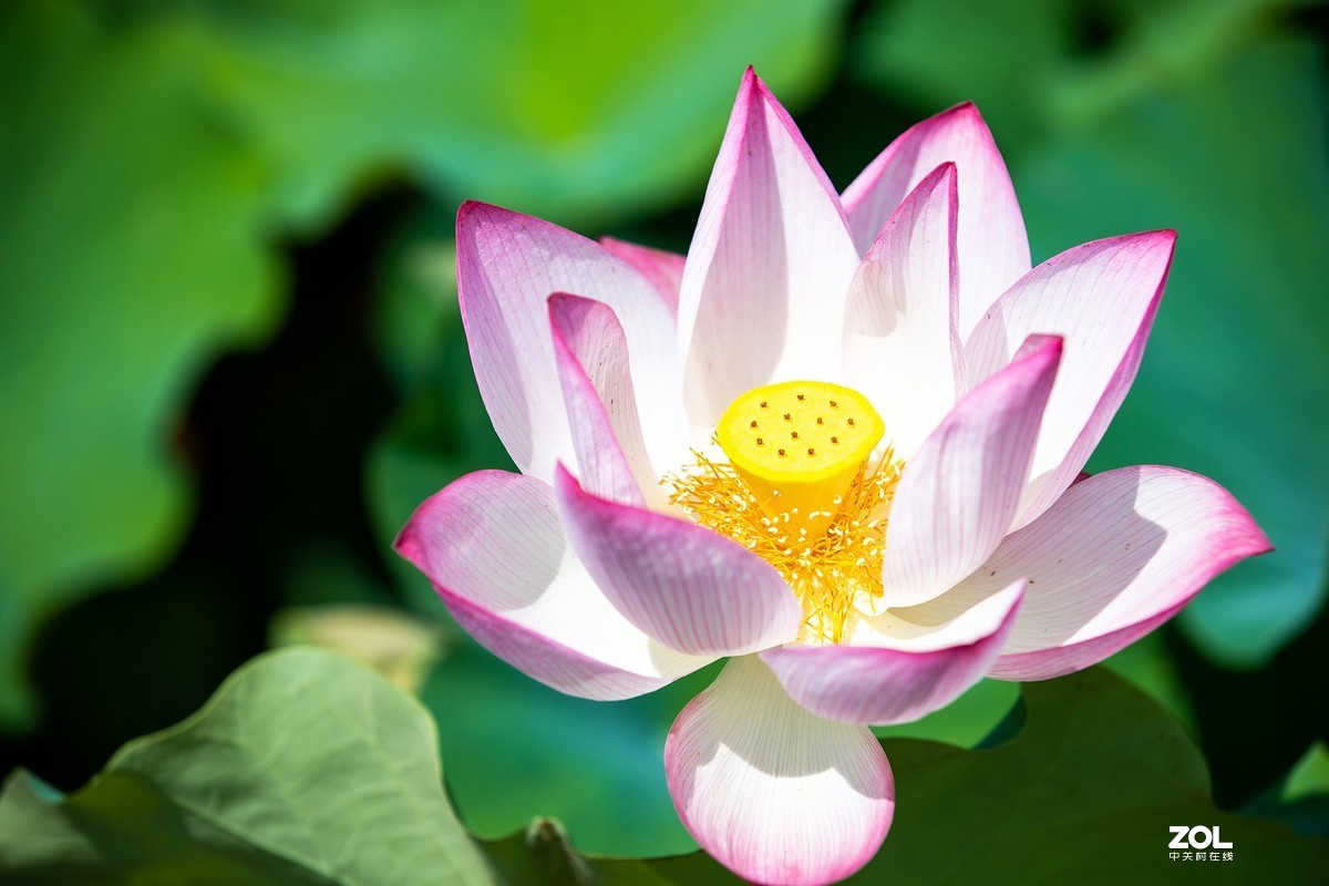 江西吉安：富渼农庄荷花盛开正当时