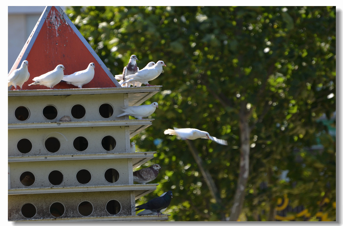 广场鸽的家